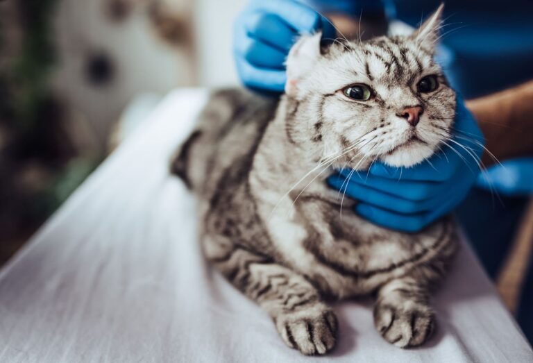 Les parasites internes du chat