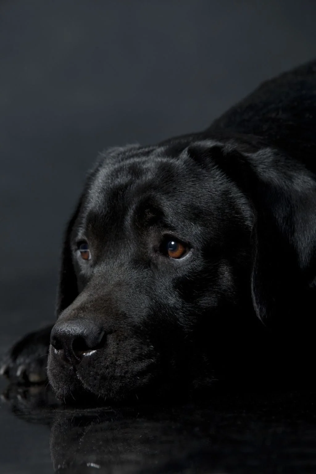 Sv - chien noir