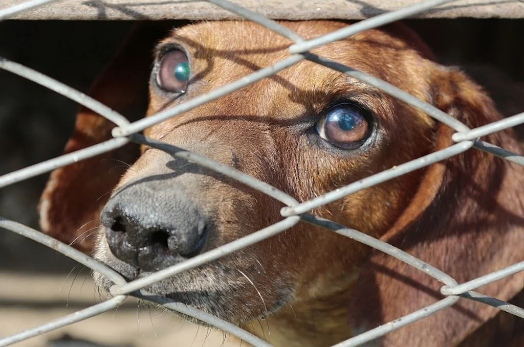 Chien abandonné