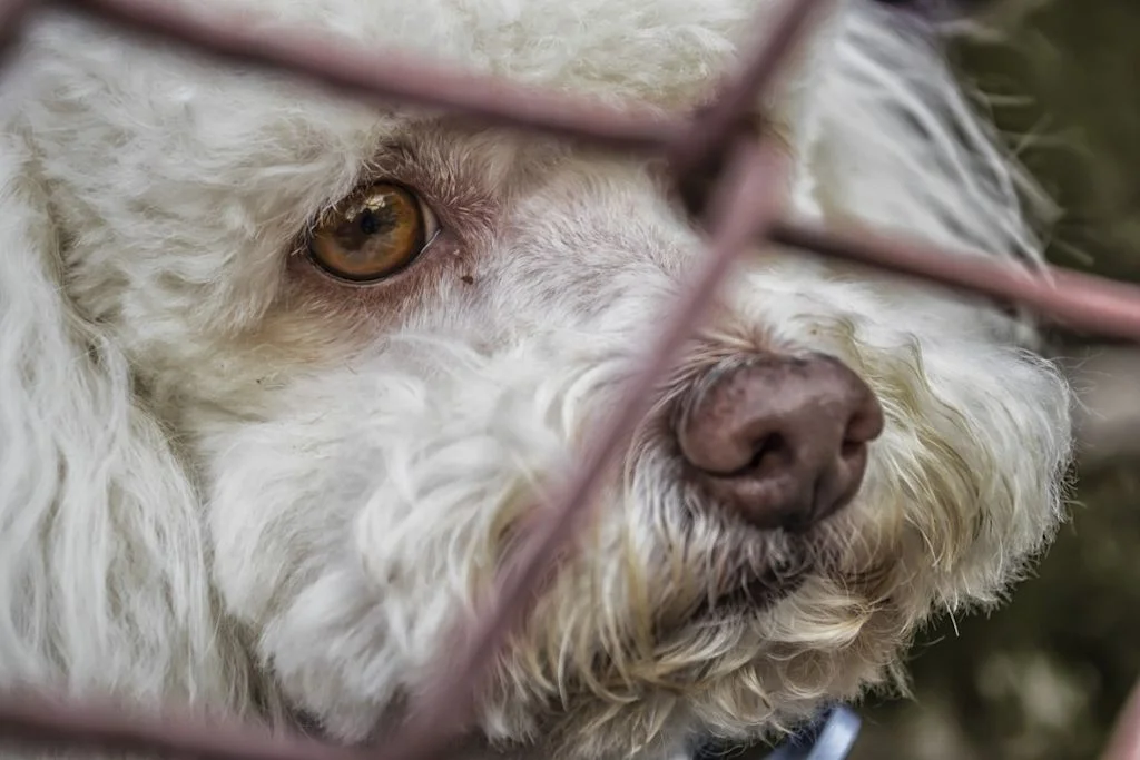 Chien triste