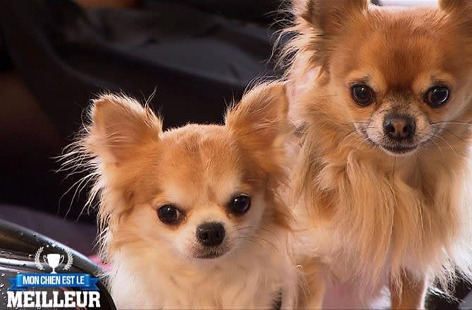 Mon chien est le meilleur… arrive sur TF1