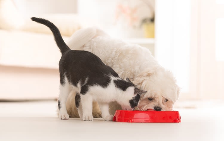 Assurance santé animale et alimentation thérapeutique