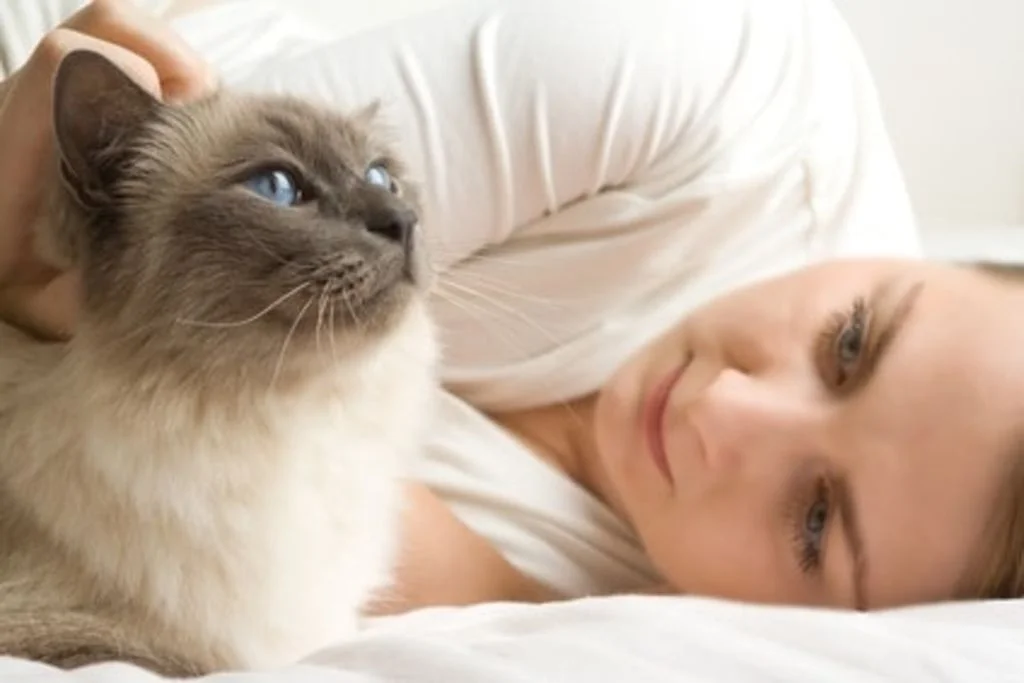 assurance santé chat