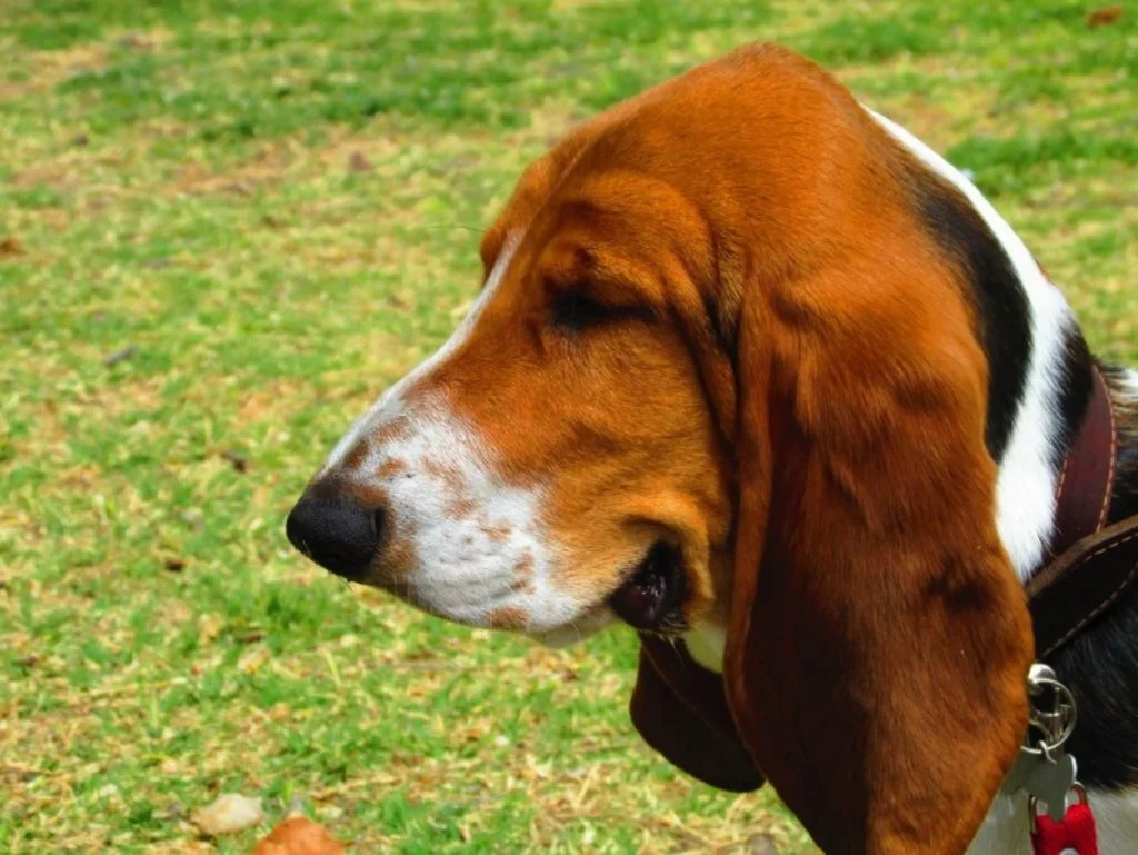 chien basset hound herbe