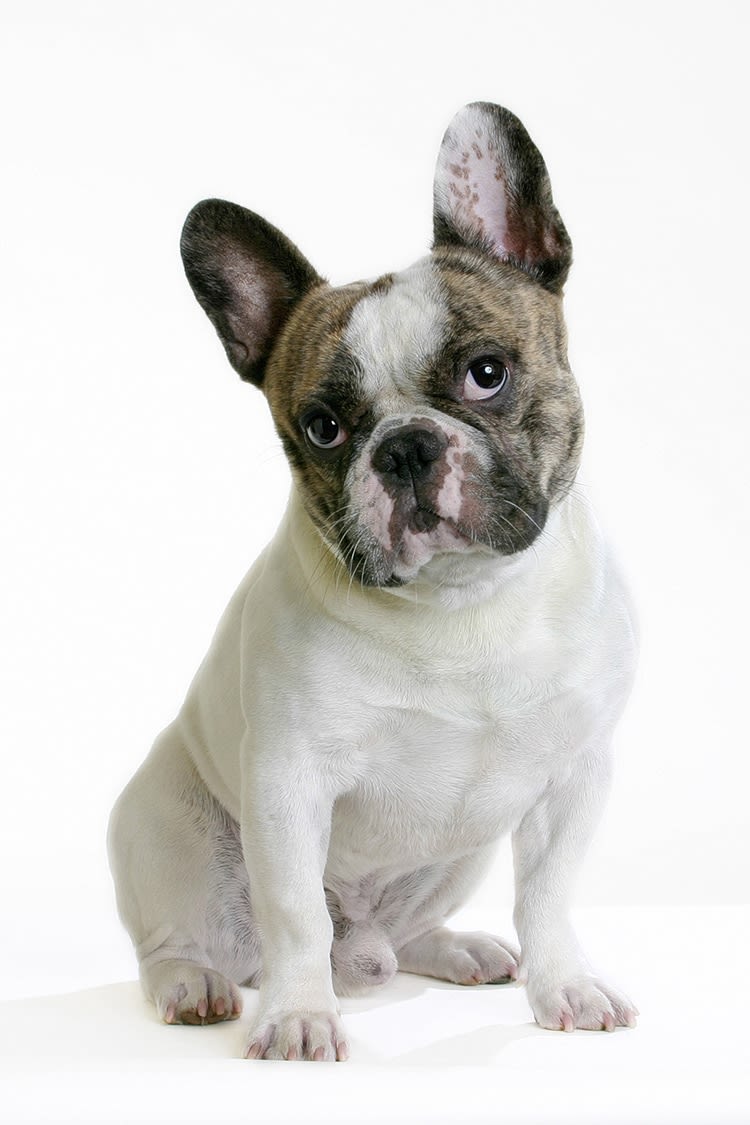 Les races de chiens et chats les plus assurées