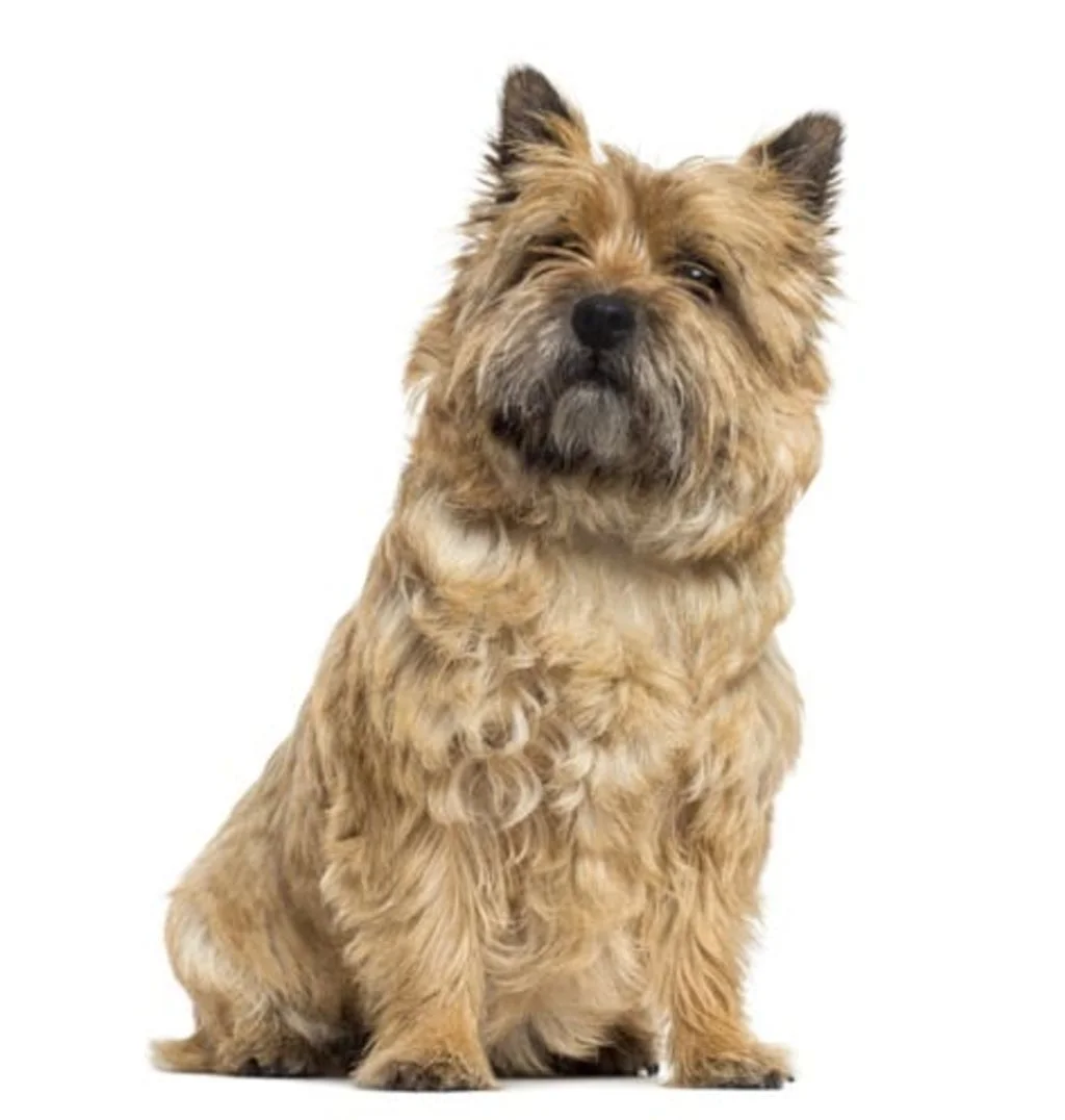 cairn terrier race de chien 2