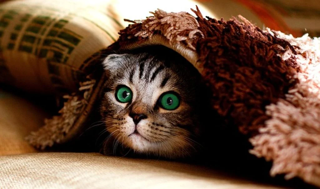 chat qui a peur