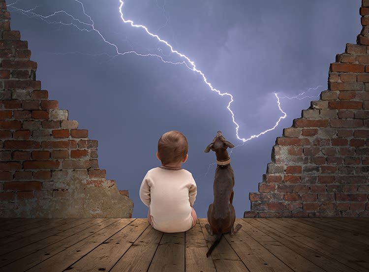 Orage, pétards, feux d’artifice : la peur de l&rsquo;animal