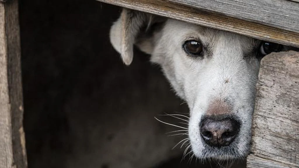 chien se cache