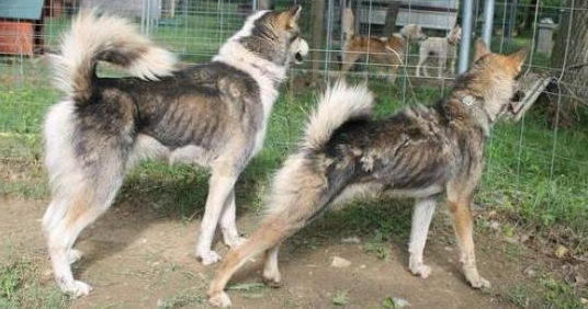 Les chiens deNicolas Vanier sous les feux des projecteurs