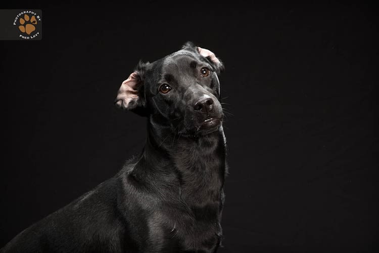 Chiens et chats noirs : les mal aimés