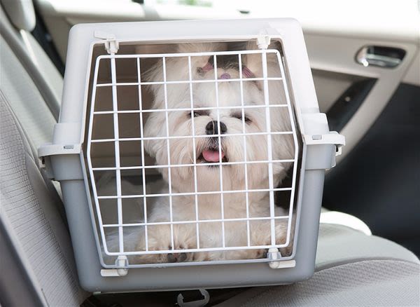 Transport en voiture : attention aussi au stress du chien