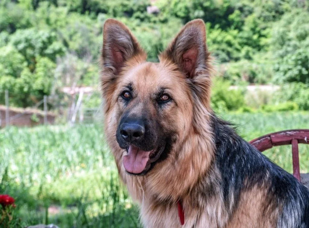 chien berger allemand