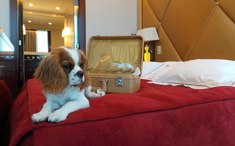 ￼￼Chiens et chats à l’hôtel : un accueil VIP en France