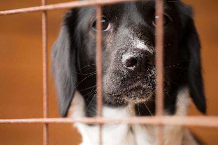 Journée mondiale contre l&rsquo;abandon des animaux de compagnie le 29 juin 2024