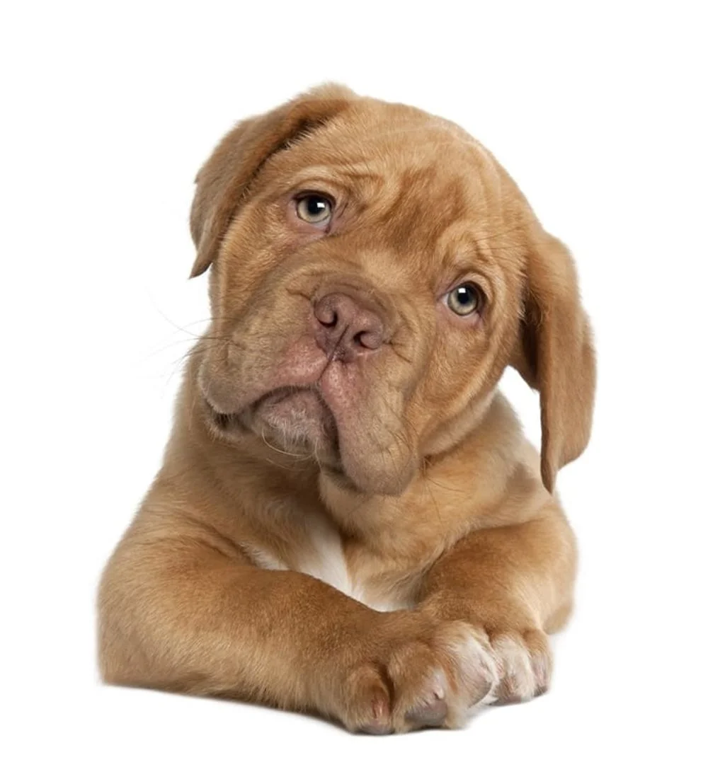 les vesr intestinaux chez le chiot