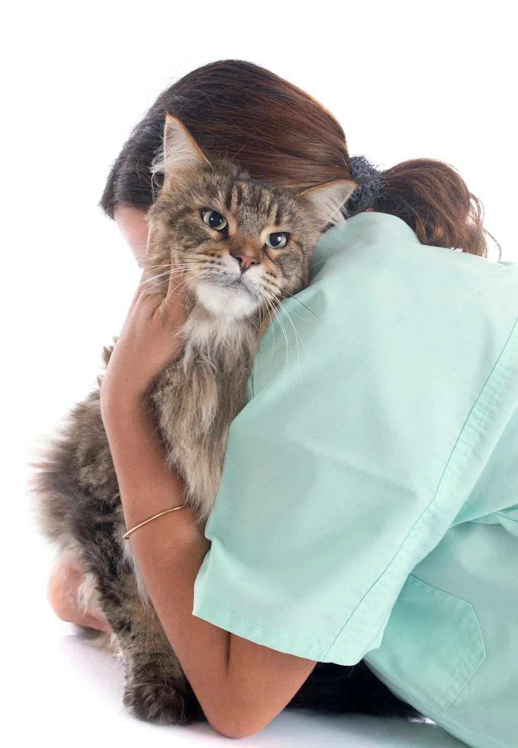 main coon v&eacute;t&eacute;rinaire assurance sant&eacute; animale
