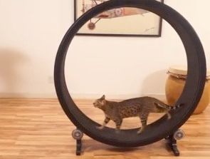 Accessoire pour chat : il va adorer faire la grande roue !