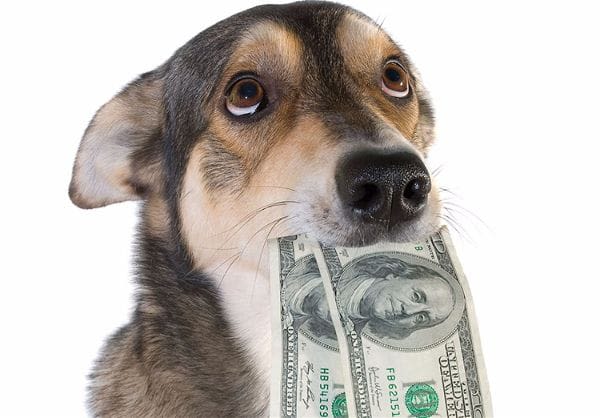 Impôts sur les chiens : ces pays qui taxent les animaux