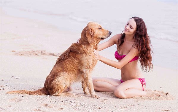 Vacances: les Français préfèrent leur chien à leur conjoint