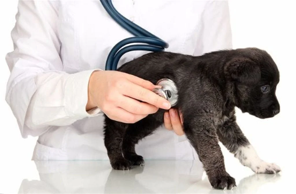 examen de chiot