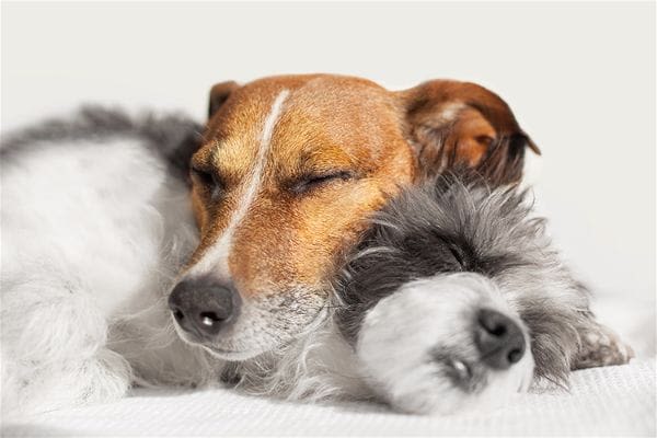Vers du chien : de nombreux parasites, un réel danger