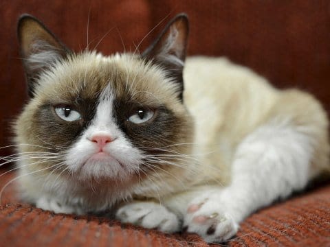 On fête la Journée internationale du chat !