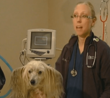 Liposuccion une technique pratiquée aussi chez les chiens !