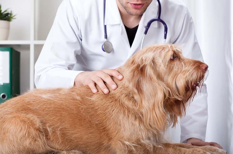 Assurance santé animale : souscrire sans bilan de santé