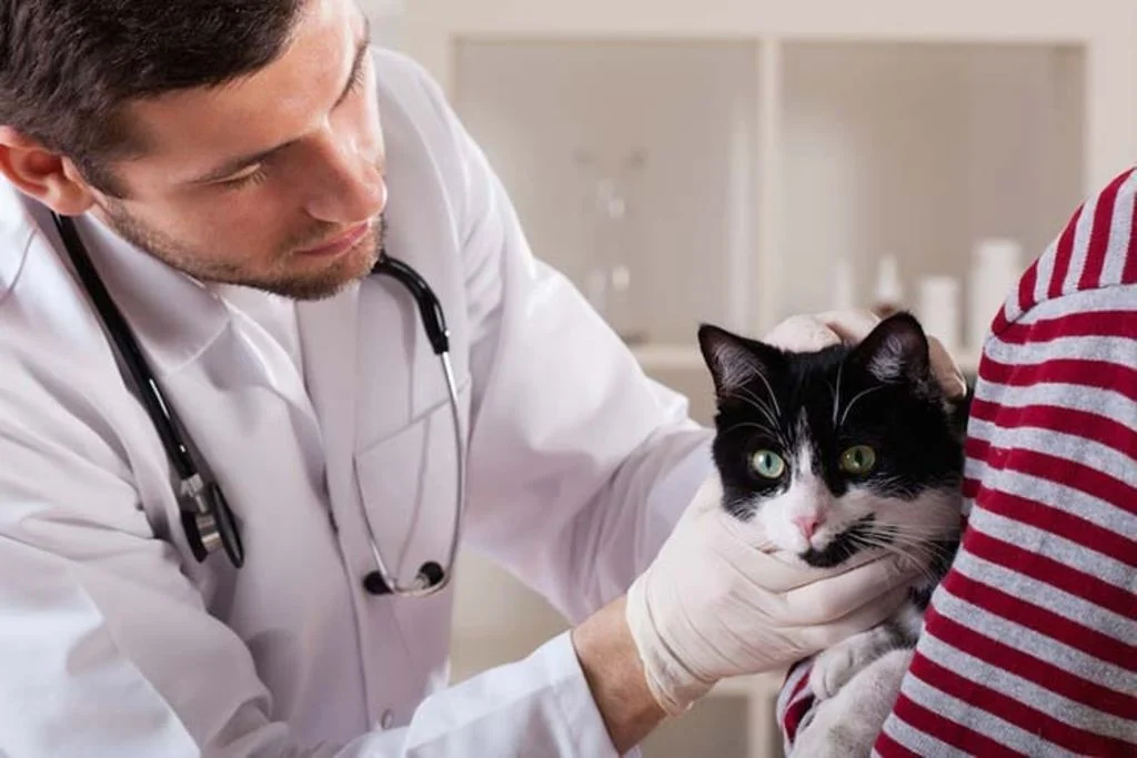 assurance sant&eacute; animale et bilan de sant&eacute; 2
