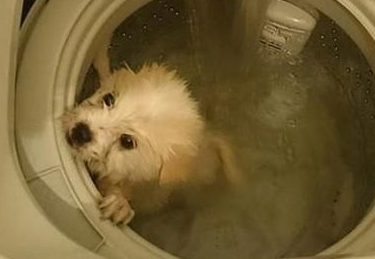 Cruauté : chiens et chats victimes des réseaux sociaux