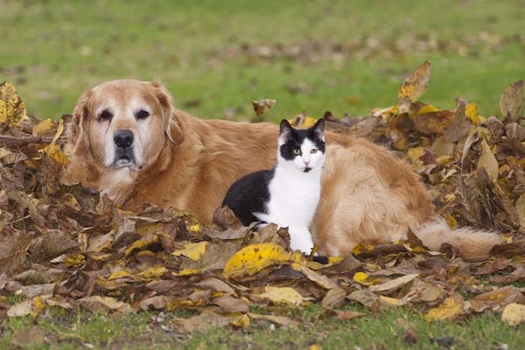 Bien aborder l’automne avec son chien ou son chat