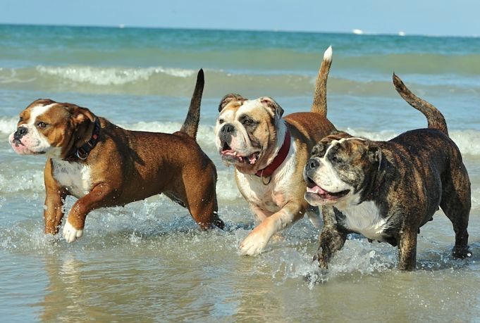 Bulldog Continental : une nouvelle race de chien reconnue