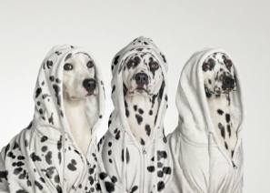 Woof ! : une exposition photos qui a vraiment du chien !