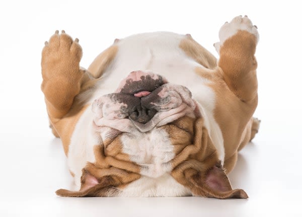 Chiens et chats : pourquoi ont-ils toutes ces manies ?