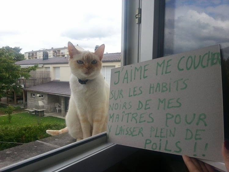 Dénoncez les bêtises de vos chats sur Internet !
