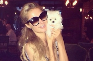 Paris Hilton s’offre un spitz à 30 000 dollars
