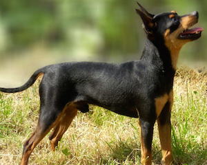 3 nouvelles races de chiens reconnue par la France