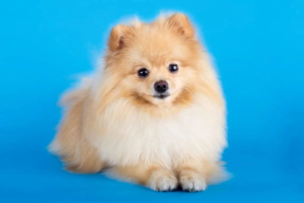 spitz nain loulou de poméranie