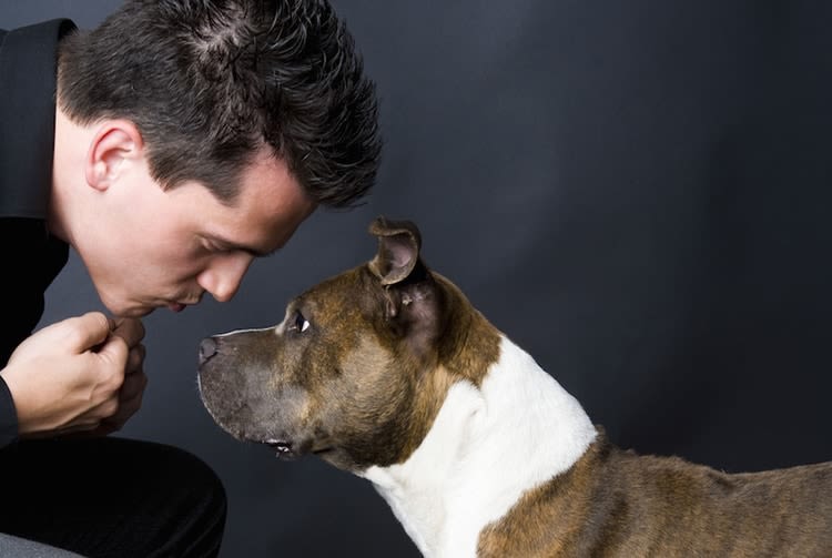 Quel intérêt de l&rsquo;évaluation comportementale des chiens