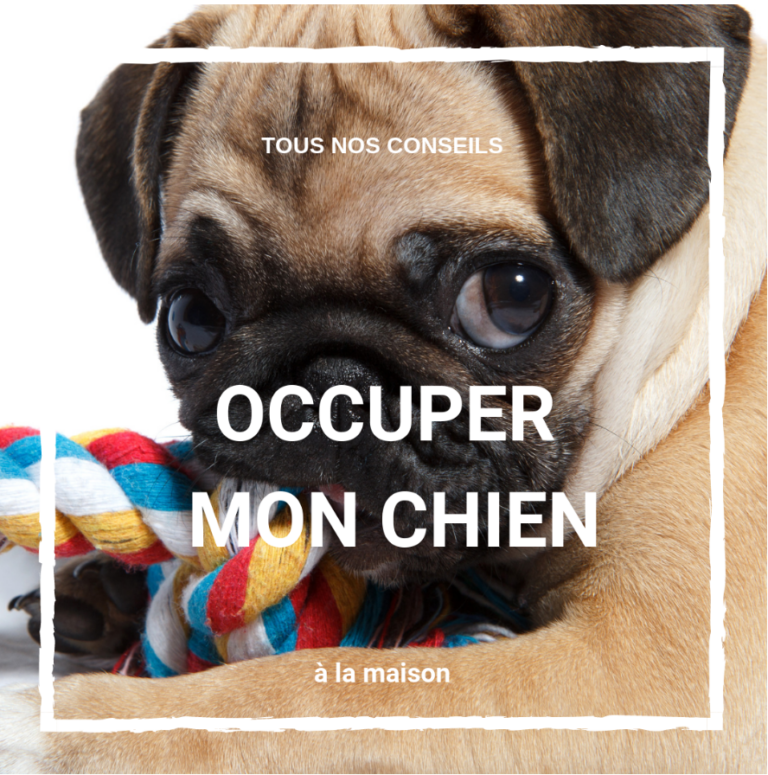 Des exercices à faire à la maison avec son chien ou chat
