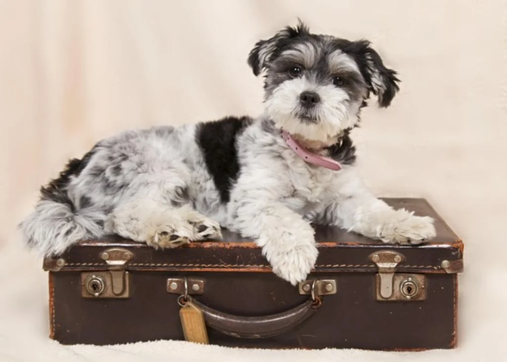 Chien en voyage