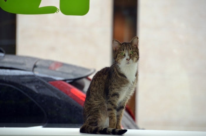 Bar à chats : la Belgique se met à l’heure des Neko Café