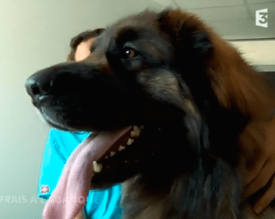 Un léonberg donne son sang et sauve la vie d’autres chiens