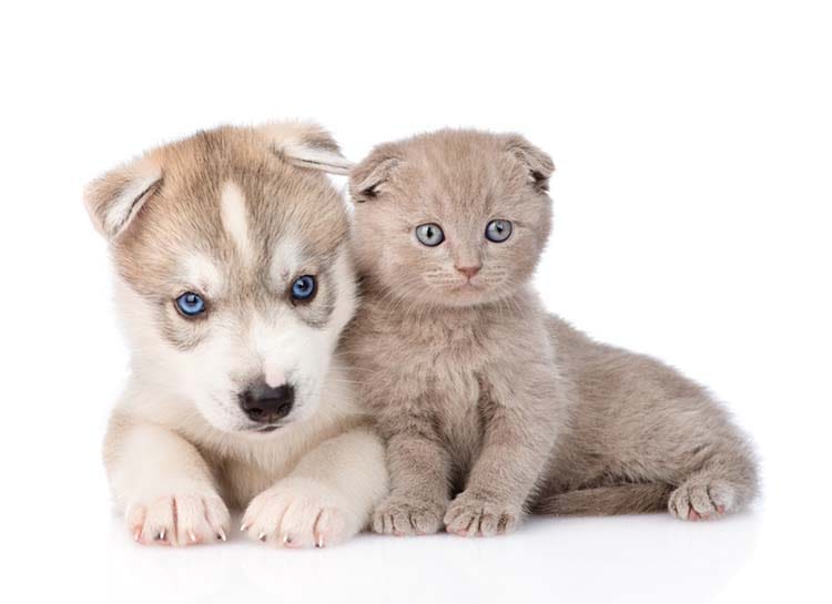 Comment bien choisir son chiot ou son chaton