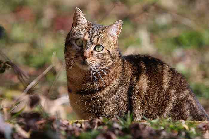 Les chasseurs n’ont pas le droit de viser les chats