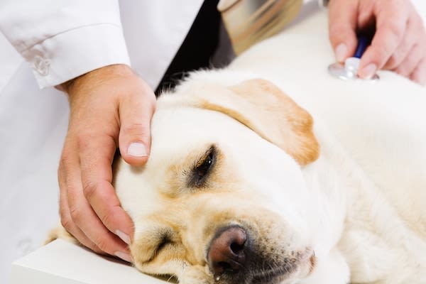 Epilepsie du chien : les Anglais se posent des questions