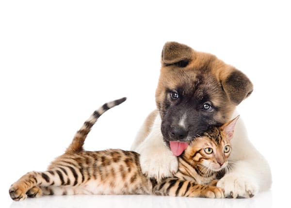 L’Assemblée confirme : les animaux ne sont plus des meubles
