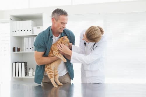 Typhus du chat : une épidémie dans la région de Gap
