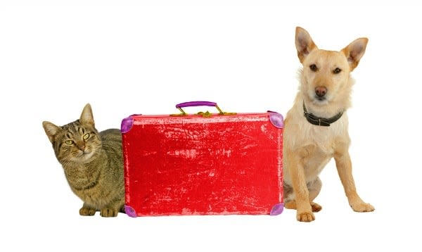 Avec quelles compagnies aériennes peut-on voyager en cabine avec son chien ?
